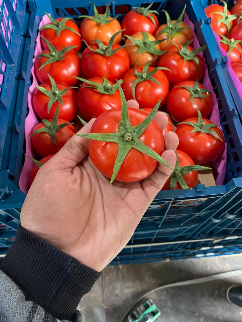 Tomatos